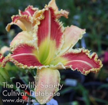 Daylily Thorny Crown